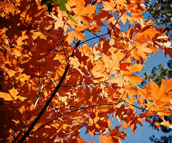 Fall Leaves Poster featuring the photograph Fall Colors 2 by Shane Kelly