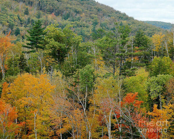 Fall Colors Poster featuring the photograph Fall Colors II by Robert Suggs
