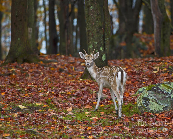 Nina Stavlund Poster featuring the photograph Fall Fairytale.. by Nina Stavlund