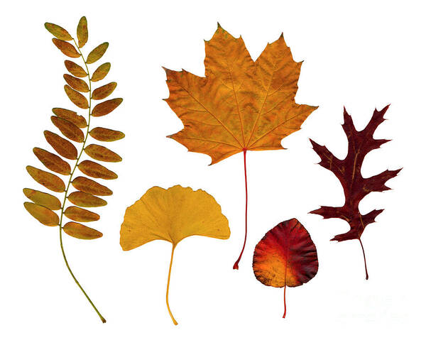 Leaf Poster featuring the photograph Fall leaves by Tony Cordoza