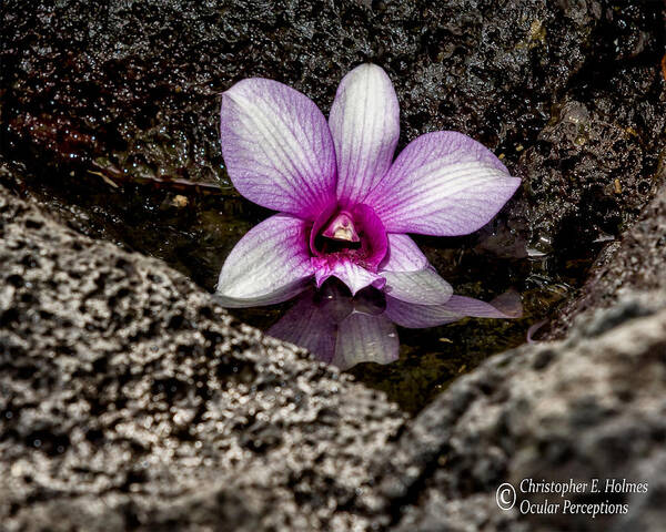 Christopher Holmes Poster featuring the photograph Fallen Orchid by Christopher Holmes