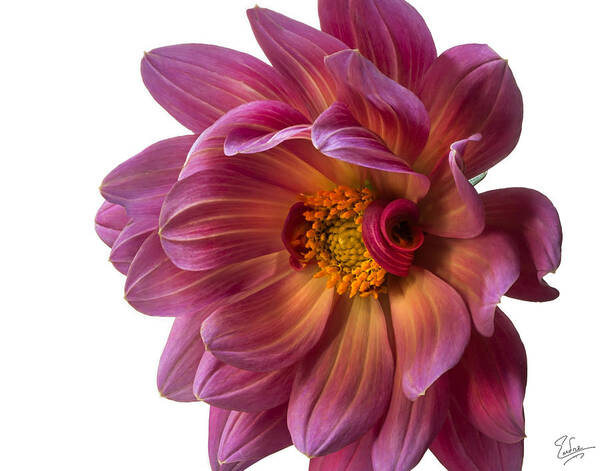 Flower Poster featuring the photograph Fancy Dahlia Closeup by Endre Balogh