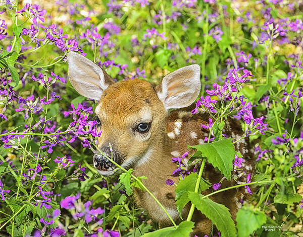 Whitetail Deer Poster featuring the photograph Fawn in Wildflowers by Peg Runyan