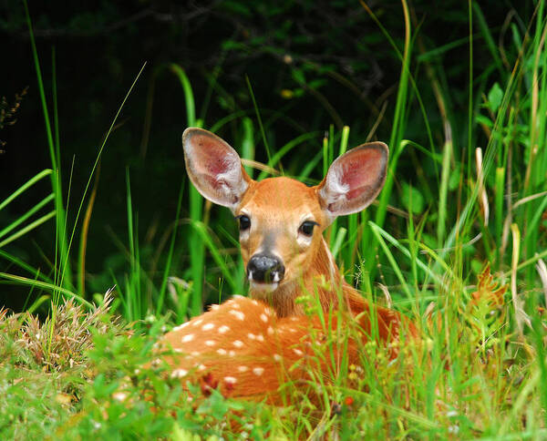 Fawn Resting - Andre Denis Poster featuring the photograph Fawn Resting by Andre Denis