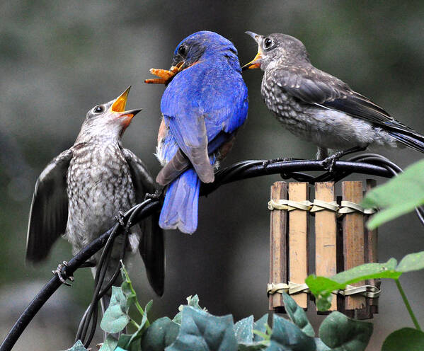 Animal Birds Bluebirds Chicks Nature Young Babies Poster featuring the photograph Feed Me by Gail Butler