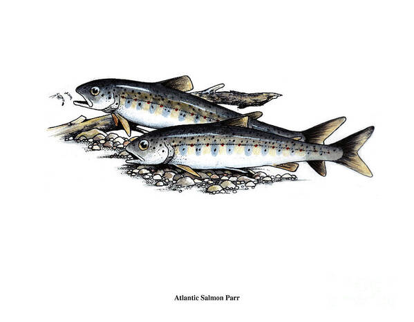 Atlantic Salmon Poster featuring the mixed media Feeding Parr by Art MacKay