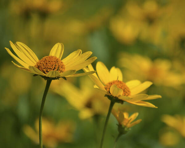 Morton Arboretum Poster featuring the photograph Field of Yellow by Forest Floor Photography