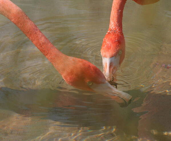 Flamingo Poster featuring the photograph A Pair of Flamingoes by Valerie Collins