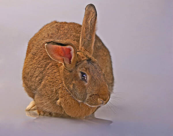 Mammal Poster featuring the photograph Flemish by Jack Milchanowski