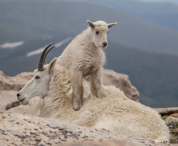 Goat Poster featuring the photograph Fourteen Thousand One by Kevin Dietrich