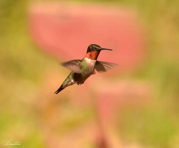 Hummingbird Poster featuring the photograph Free As A Bird by Lori Tambakis