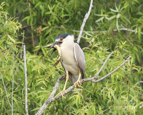 Black Crowned Night Heron Poster featuring the photograph Fresh Fish Snack by Adam Jewell