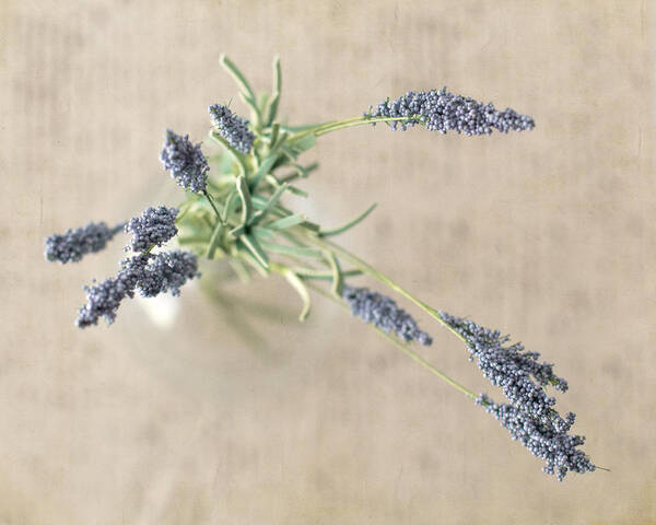 Lavender Poster featuring the photograph From Above by Mary Underwood