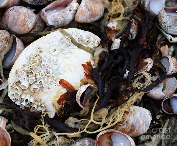 Seashell Poster featuring the photograph From the Ocean by Andrea Anderegg