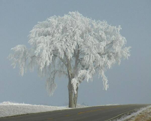 Landscape Poster featuring the photograph Frost Covered Lone Tree by Penny Meyers