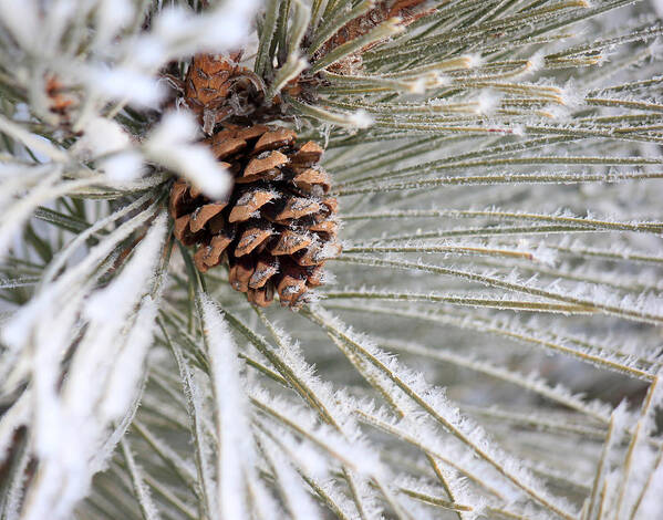 Pine Cone Poster featuring the photograph Frosty Norway Pine by Penny Meyers