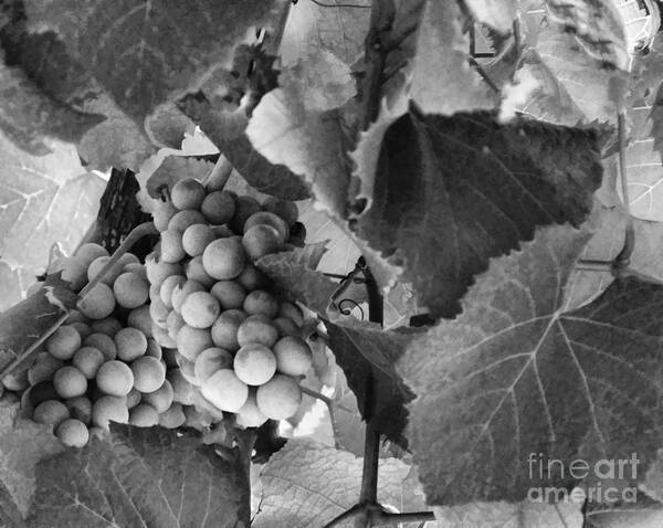 Litchfield Illinois Poster featuring the photograph Fruit -Grapes in Black and White - Luther Fine Art by Luther Fine Art