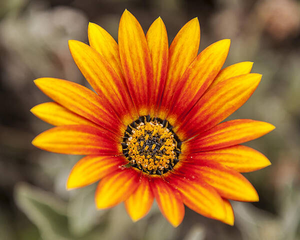 Photography Poster featuring the photograph Gazania by Lee Kirchhevel