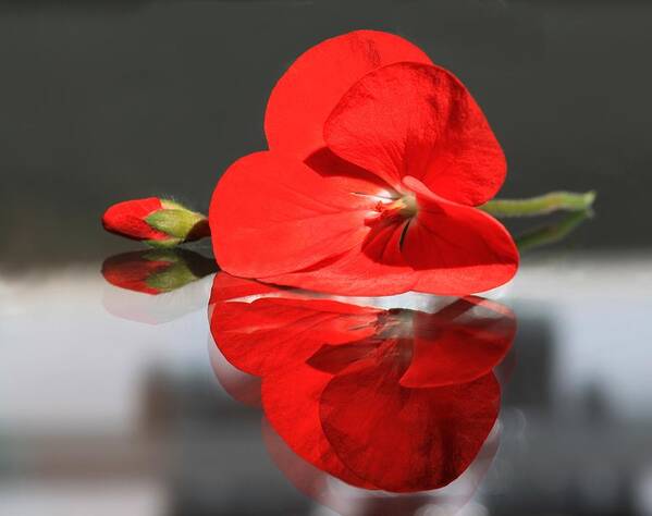 Red Flower Poster featuring the photograph Geranium Reflections 2 by Andrea Lazar