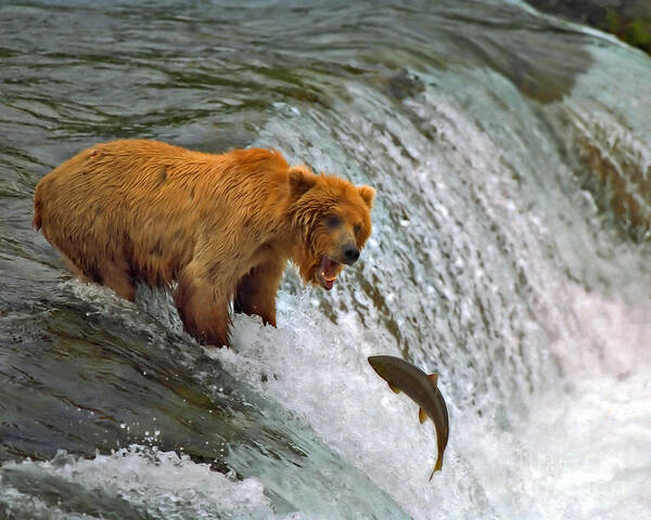 Brown Bear Poster featuring the photograph Gone Fishin by Bill Singleton