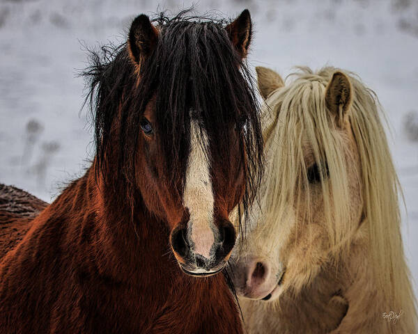 Horse Poster featuring the photograph Good Friends by Everet Regal