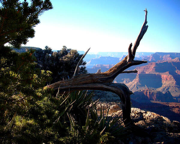 Tree Poster featuring the photograph Grand Canyon Dead Tree by Matt Quest