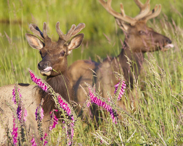 Elk Poster featuring the photograph Grazing at Dusk by Todd Kreuter