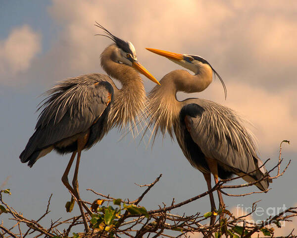 Great Poster featuring the photograph Great Blue Heron Pair Courting by Jane Axman