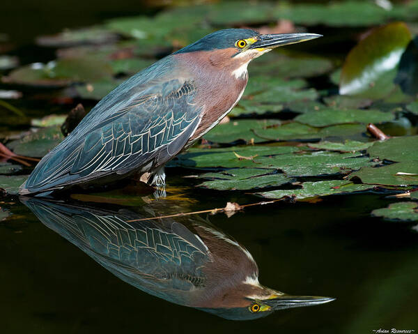 Green Poster featuring the photograph Green Heron Reflection 1 by Avian Resources