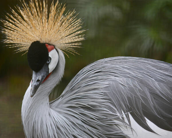 Bird Poster featuring the photograph Grey Crowned Crane by Venetia Featherstone-Witty