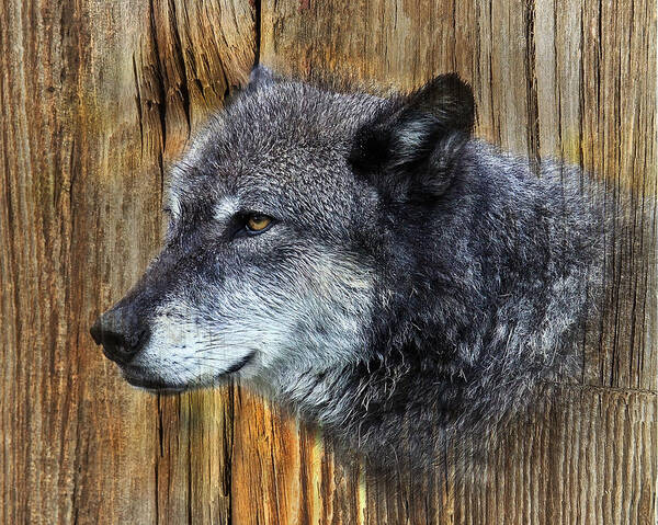  Wolf Art Poster featuring the photograph Grey Wolf on Wood by Steve McKinzie