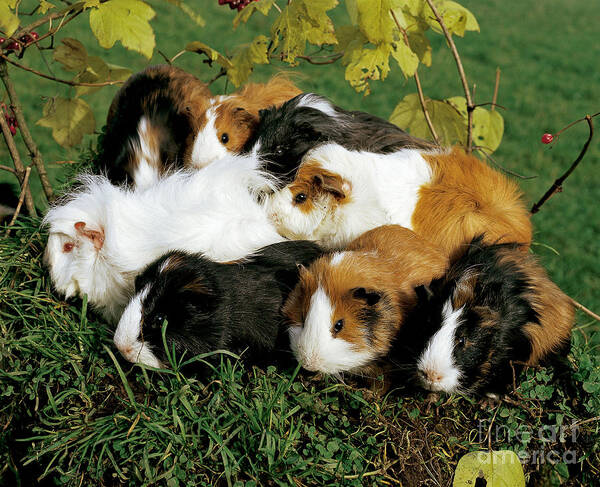 Guinea Pig Poster featuring the photograph Group Of Guinea Pigs by Hans Reinhard