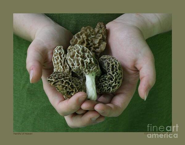 Mushroom Poster featuring the photograph Handful of Heaven by Patricia Overmoyer