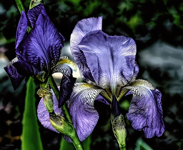 Iris Poster featuring the mixed media Heirloom Purple Iris Blooms by Lesa Fine