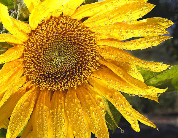 Flower Poster featuring the photograph Here comes the sun by Jean Noren