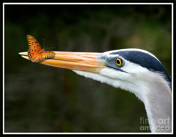 Fauna Poster featuring the photograph Heron and Butterfly by Mariarosa Rockefeller