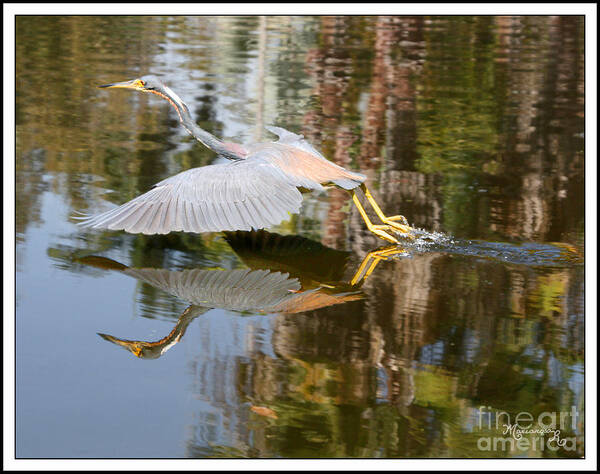 Fauna Poster featuring the photograph Heron Taking Off by Mariarosa Rockefeller