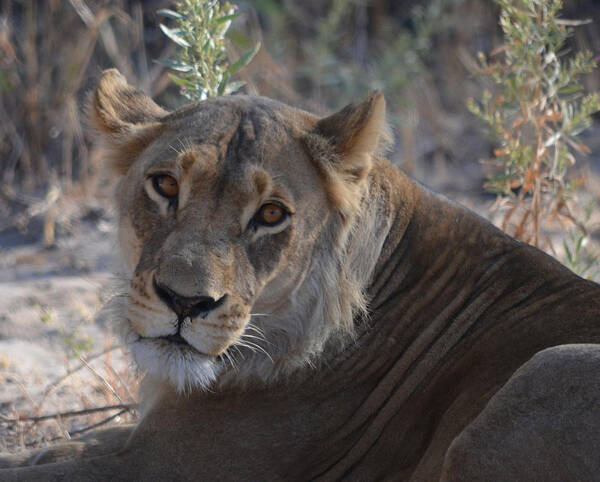 Lioness Poster featuring the photograph Hi There by Allan McConnell