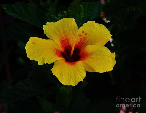 Flowers Of Hawaii Poster featuring the photograph Hibiscus Stand Out by Craig Wood