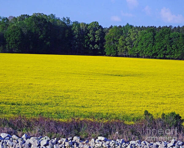 Spring Poster featuring the digital art Highway 51 Mississippi Layered View by Lizi Beard-Ward