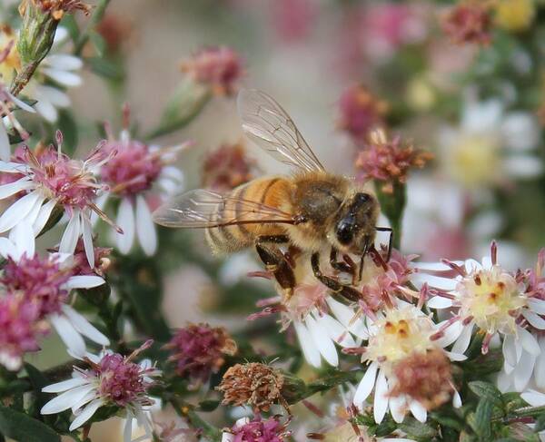 Honeybee Poster featuring the photograph Honeybee Sipping Nectar on Wild Aster by Lucinda VanVleck