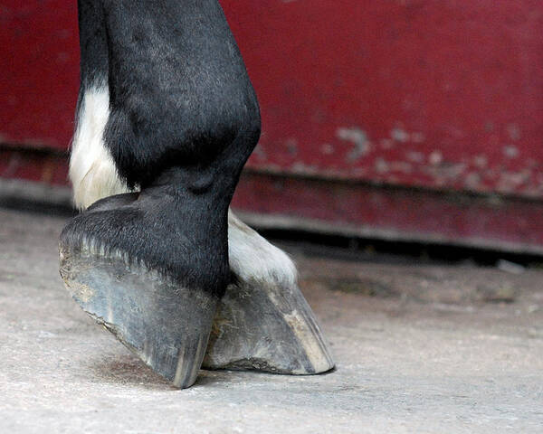 Equus Ferus Caballus Poster featuring the photograph Hooves by Lisa Phillips