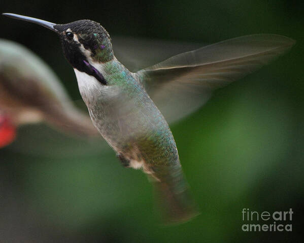 Hummingbird Poster featuring the photograph Hummingbird Male Anna In Flight Over Perch by Jay Milo