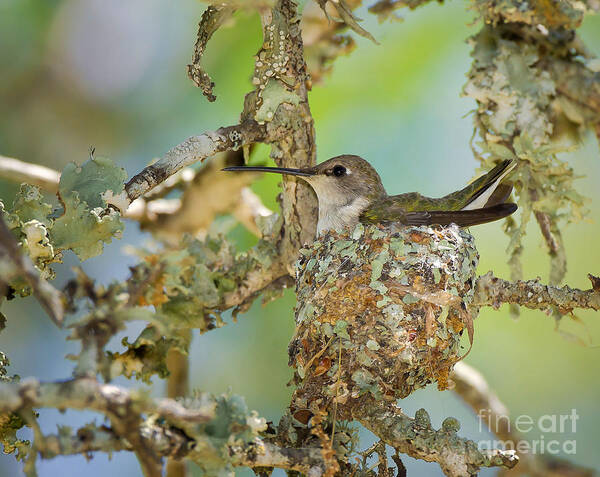 Hummingbird Poster featuring the photograph Hummingbird Nesting by Cathy Alba