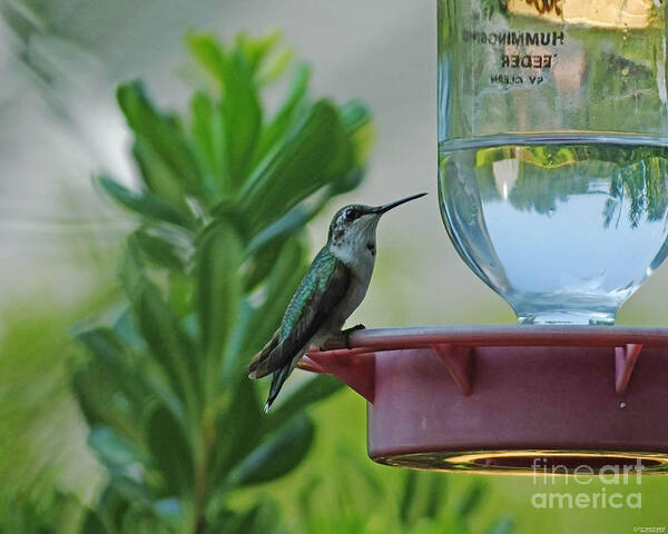 Hummingbird Poster featuring the photograph Hummingbird Still Life by Lizi Beard-Ward