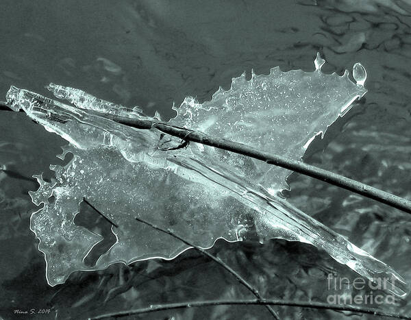 Ice Poster featuring the photograph Ice-bird on the river by Nina Silver