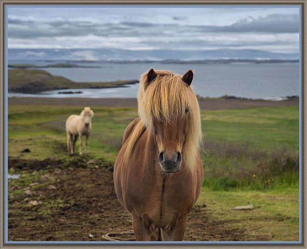 Horse Poster featuring the photograph Icelandic Horse by Bobbie Turner