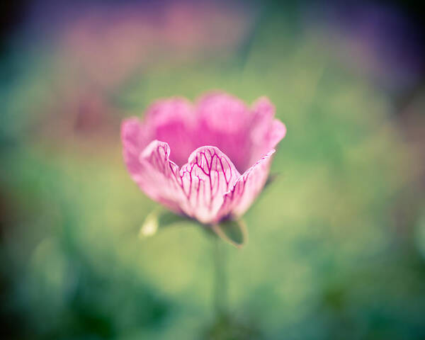 Geranium Poster featuring the photograph Imperfect Bloom by Priya Ghose