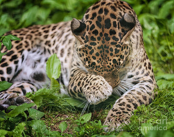 Spotted Leopard Poster featuring the photograph In the Moment by Mary Lou Chmura