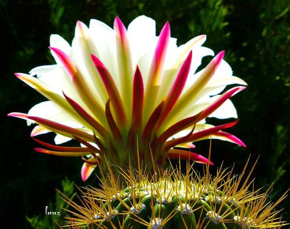 Cactus Poster featuring the photograph In the Morning Light by Barbara Zahno